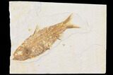 Fossil Fish (Knightia) - Wyoming #109993-1